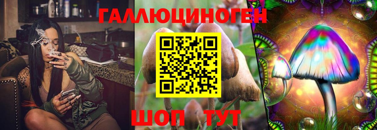 Галлюциногенные грибы Psilocybe  Лесной 